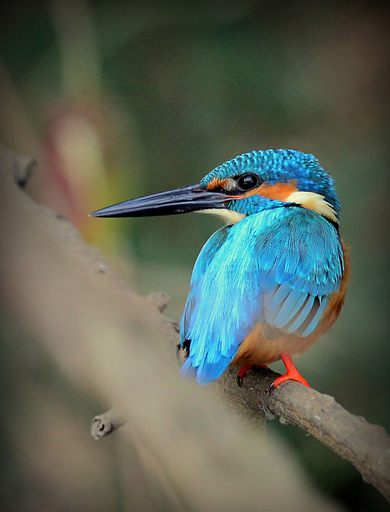 common kingfisher by Anukash - La Paz Group