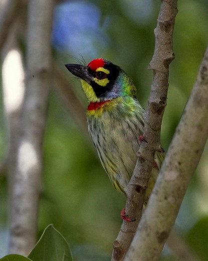 Coppersmith Barbet by Anukash - La Paz Group