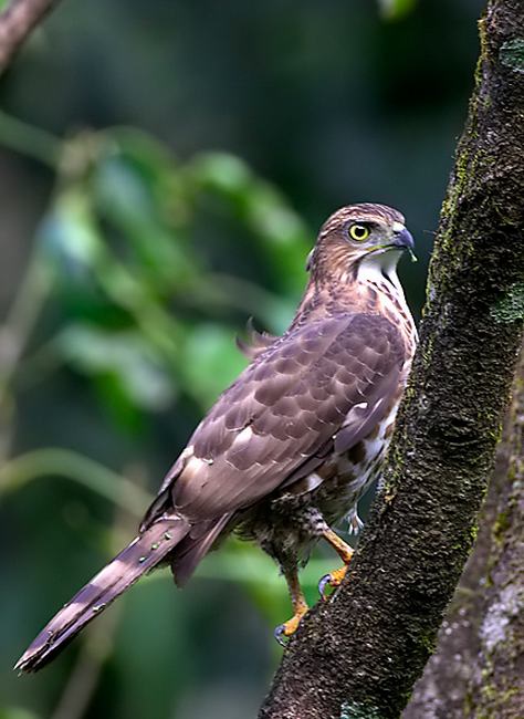 Crested Goshawk by Sudhir Shivaram - La Paz Group