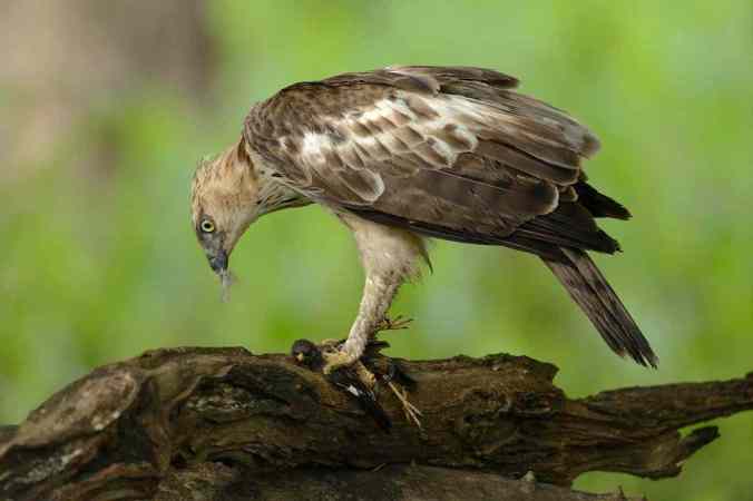 Crested Hawk Eagle by Dr. Eash Hoskote - La Paz Group