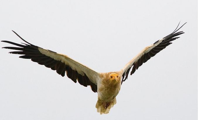 Egyptian Vulture by Sudhir Shivaram - La Paz Group
