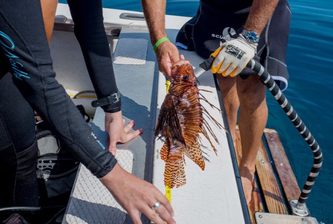 A lionfish caught near Homestead, Fla., by researchers for the Reef Environmental Education Foundation, which is trying to curb the species’ proliferation. Credit Angel Valentin for The New York Times