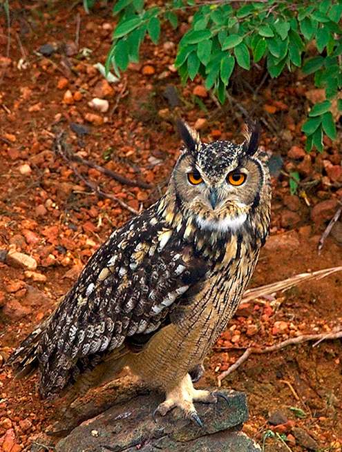 Eurasian Eagle Owl by Sudhir Shivaram - La Paz Group