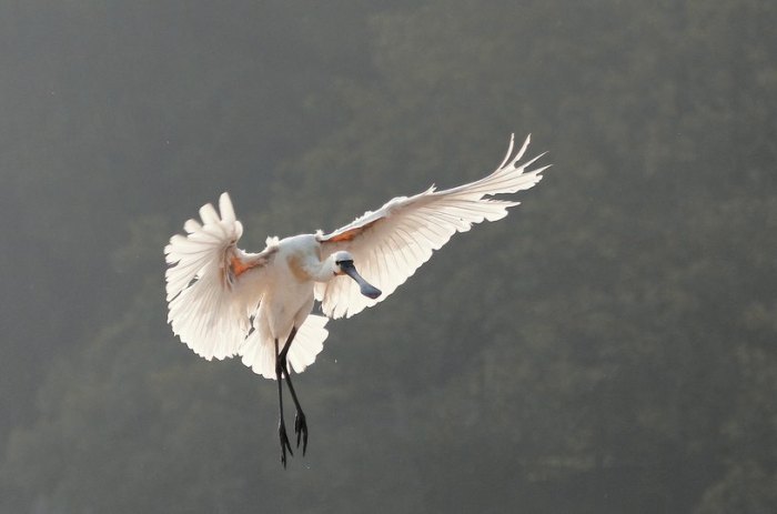 Eurasian Spoonbill landing by Anukash - La Paz Group