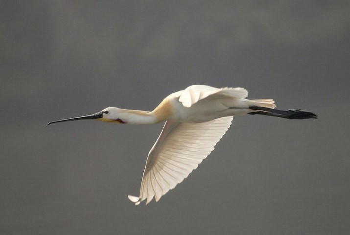 Eurasian Spoonbill by Anukash - La Paz Group