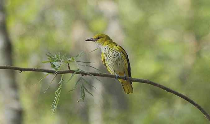Golden oriole (female) by Anukash - La Paz Group