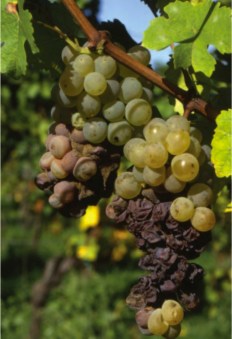 Jackson, Ron. Wine Science Principles and Applications Plate 9.1 - Cluster of grapes at different stages of rot.  