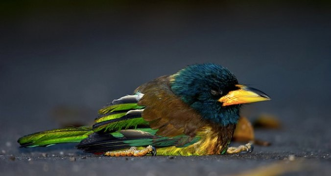 Great Barbet by Sudhir Shivarma - La Paz Group