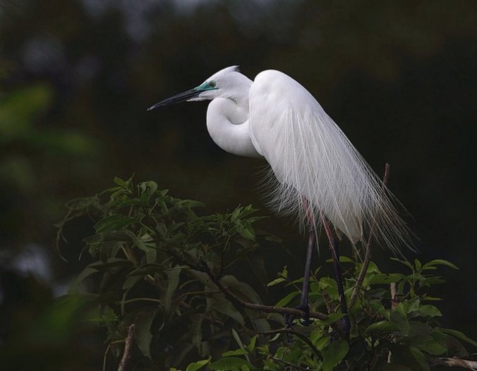 Great Egret by Anukash - La Paz Group