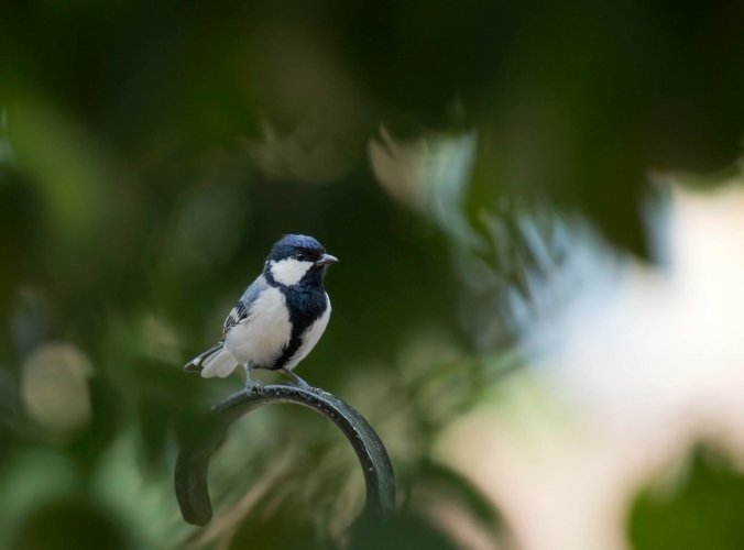 Great Tit by Brinda Suresh - RAXA Collective