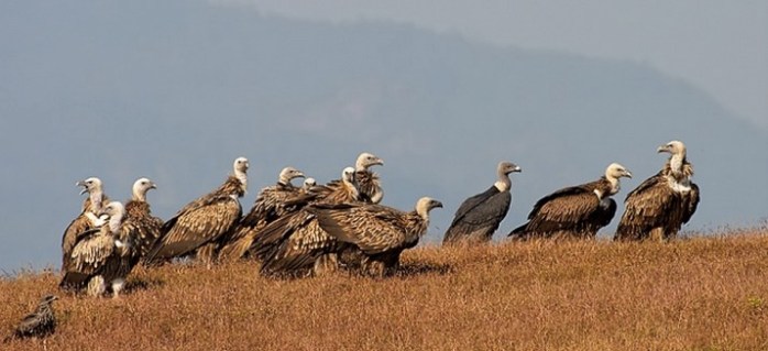 Himalayan Griffons by Sudhir Shivaram - La Paz Group