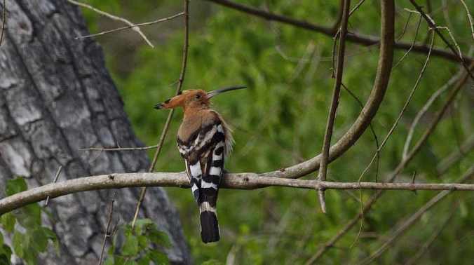 Hoopoe by Anukash - La Paz Group