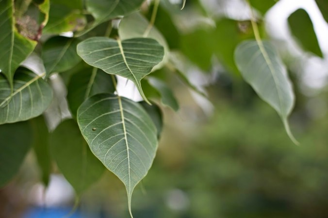 Photo courtesy of Heena Metha