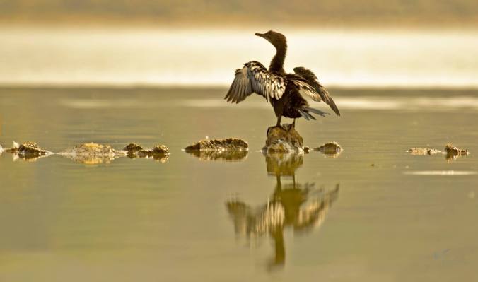 Little Cormorant by Brinda Suresh - La Paz Group