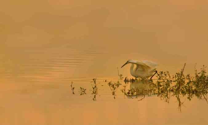 little egret by Brinda Suresh - RAXA Collective