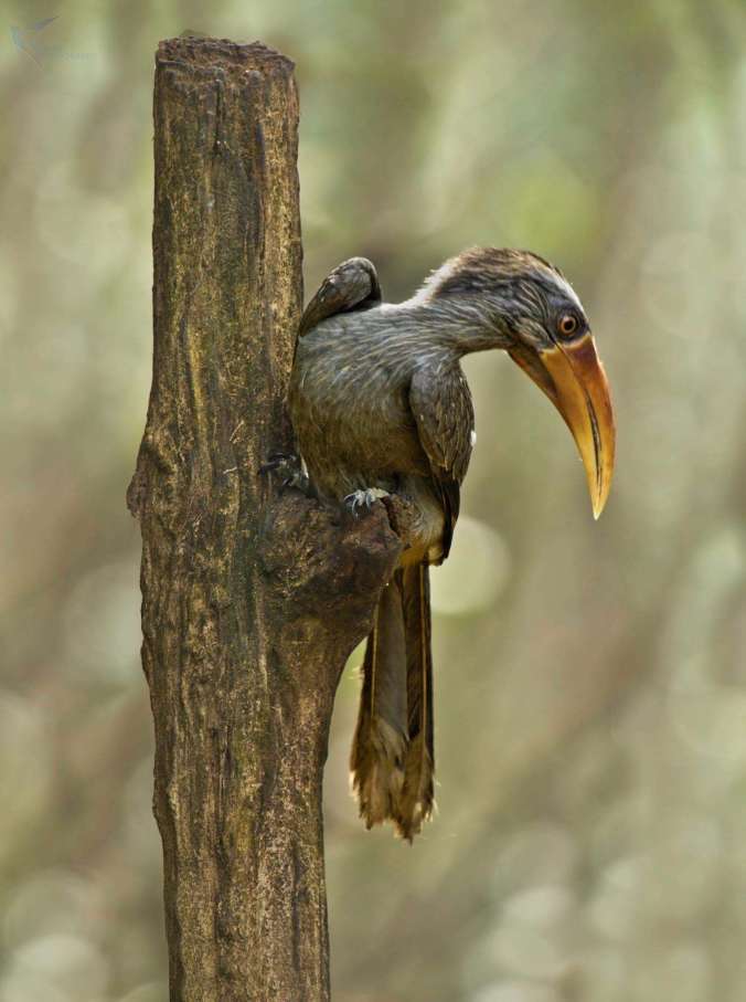 Malabar Grey Hornbill by Brinda Suresh - La Paz Group