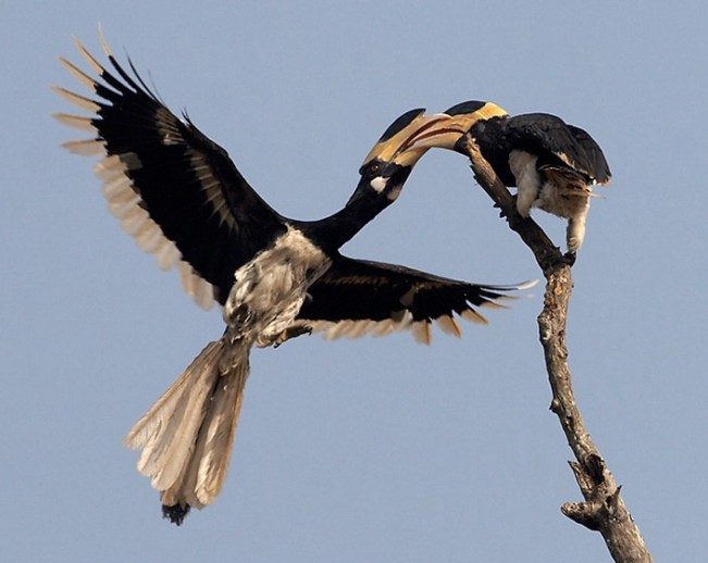 Malabar Pied Hornbill by Sudhir Shivaram - La Paz Group