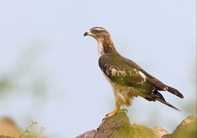 Oriental Honey Buzzard by Sudhir Shivaram - La Paz Group