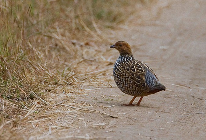 Painted Francolin by Sudhir Shivaram - La Paz Group