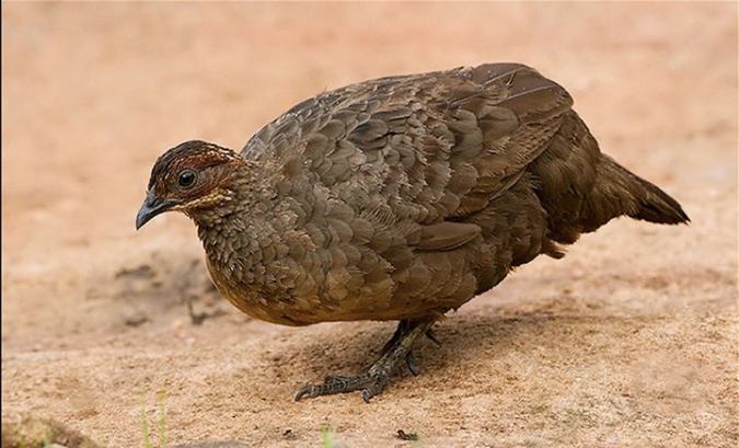 Painted Spurfowl by Sudhir Shivaram - La Paz Group