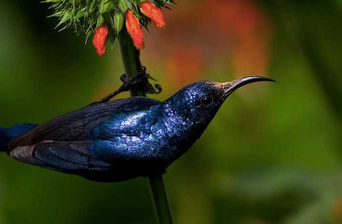 Purple Sunbird by Sudhir Shivarm - La Paz Group