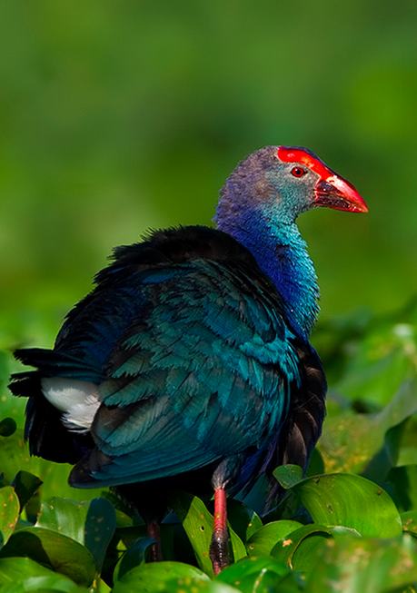 Purple Swamphen by Sudhir Shivaram - La Paz Group