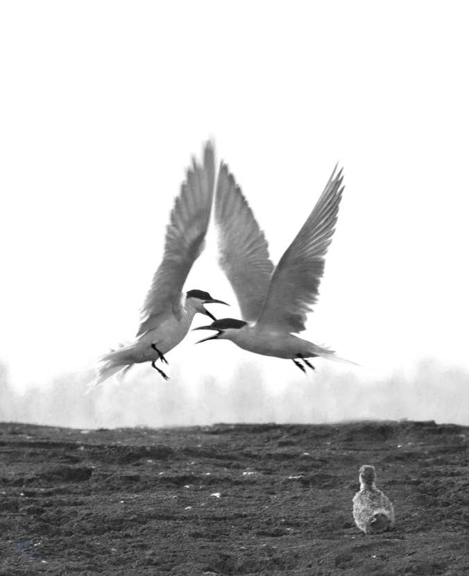 river terns by Brinda Suresh - RAXA Collective