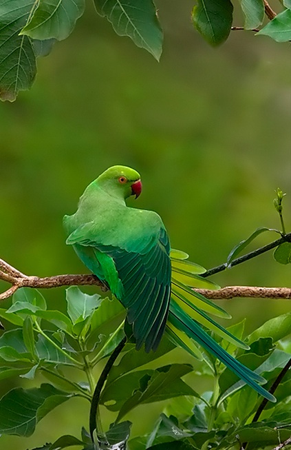 Rose Ringed Parakeet by Sudhir Shivaram - La Paz Group