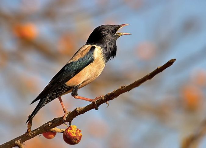 Rosy Starling by Sudhir Shivaram - La Paz Group