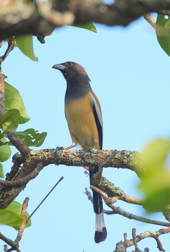 Rufous treepie by Anukash - La Paz Group