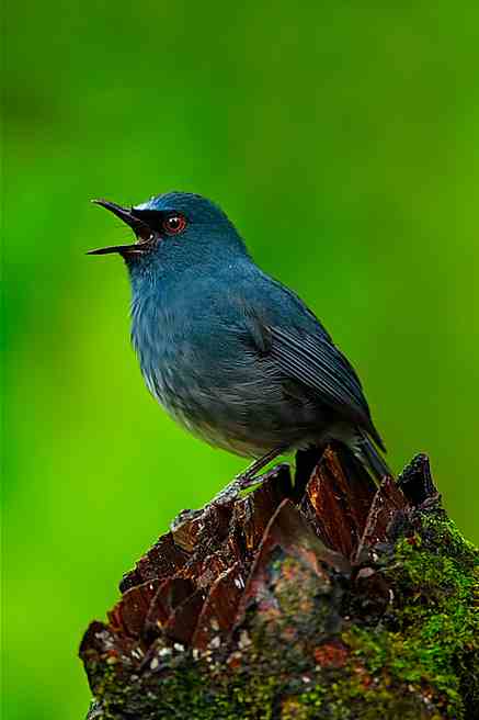  White-bellied shortwing by Sudhir Shivaram - La Paz Group