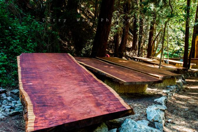 Big Sur fallen redwood auction: Proceeds benefit the Henry Miller Memorial Libarary