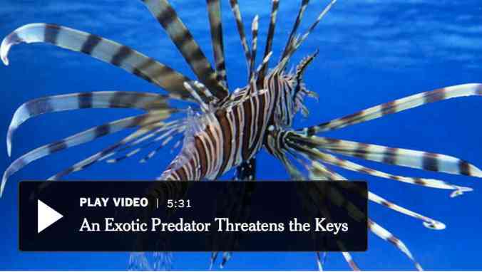 The lionfish, an invasive species, was beginning to change the balance of sea life in the waters of the Florida Keys in 2010, the first year of a now-annual tournament to catch as many as possible. Video Credit By Erik Olsen on Publish Date July 10, 2011. 