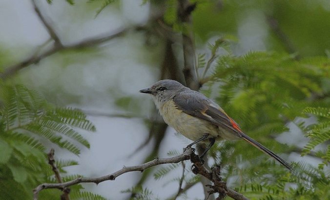 Small minivet (female) by Anukash - La Paz Group