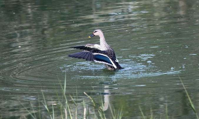 Spot-billed Duck by Anukash - La Paz Group