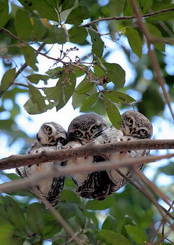 Spotted Owlets by Anukash - La Paz Group