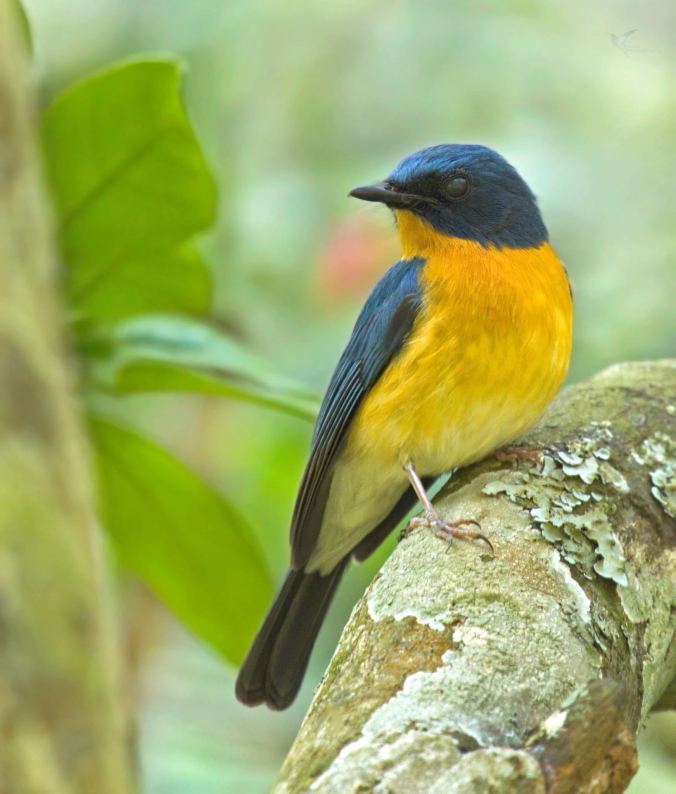 Tickell's Blue Flycatcher by Brinda Suresh - RAXA Collective
