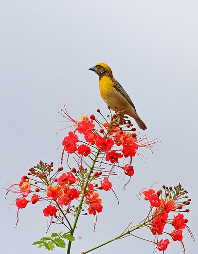 weaver bird - male by Anukash - La Paz Group