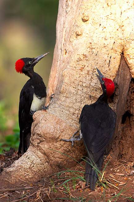 White-bellied woodpecker by Sudhir Shivaram - La Paz Group