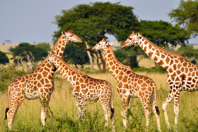 Julian Fennessy. Giraffes are the “forgotten megafauna,” said the  executive director of the Giraffe Conservation Foundation.
