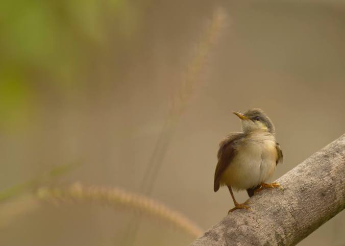 Ashy Prinia by Brinda Suresh - La Paz Group