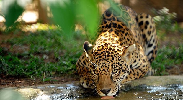 A captive jaguar drinks water in an enclosure at Petro Velho Farm, a refuge of the non-governmental organization NEX in Corumba de Goias, about 80 km from Brasilia, on January 11, 2013. EVARISTO SA/AFP/Getty Images
