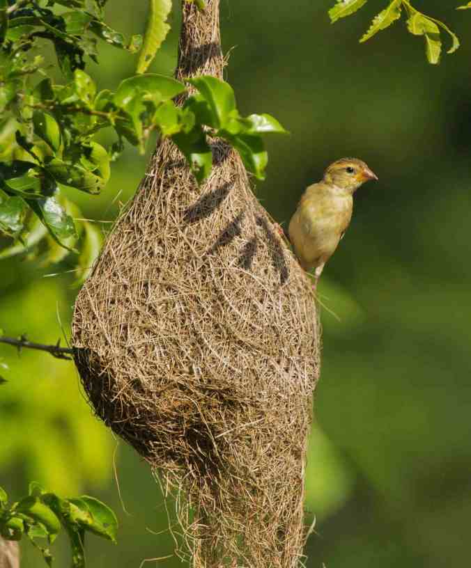 Baya weaver by Brinda Suresh - RAXA Collective