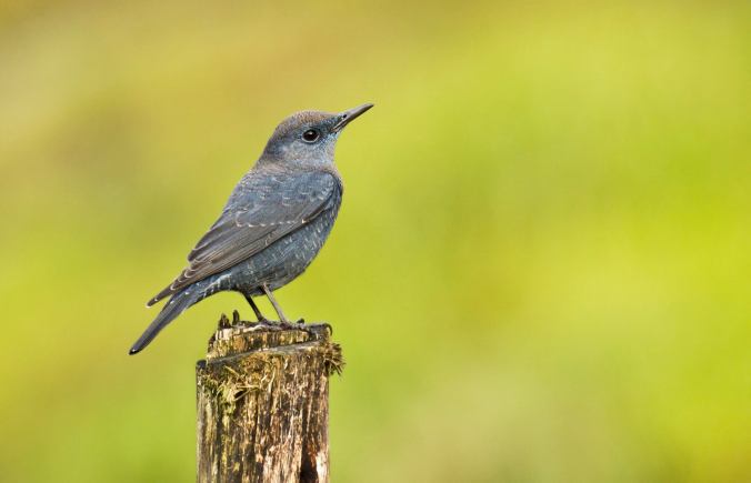 Blue Rock Thrush by Brinda Suresh - La Paz Group