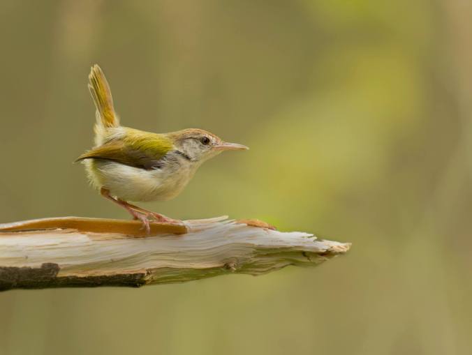 Common Tailorbird by Brinda Suresh - La Paz Group