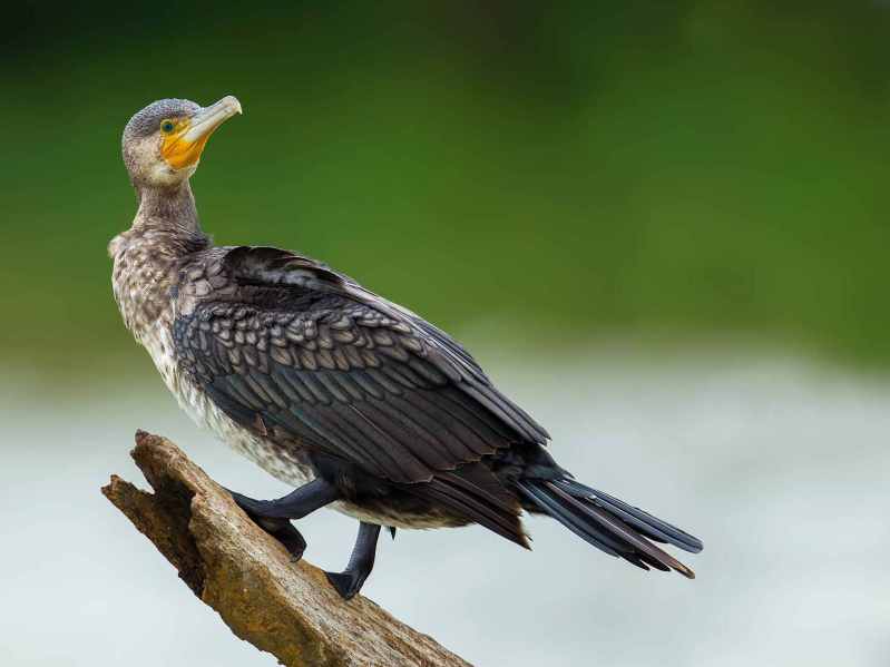 Great Cormorant by Sudhir Shivaram - La Paz Group