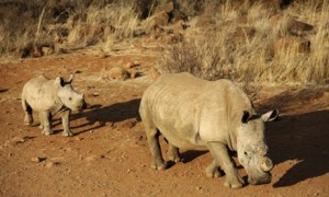 A black dehorned rhinoceros and its calf at a Johannesburg reserve. Photograph: Stephane De Sakutin/AFP/Getty Images
