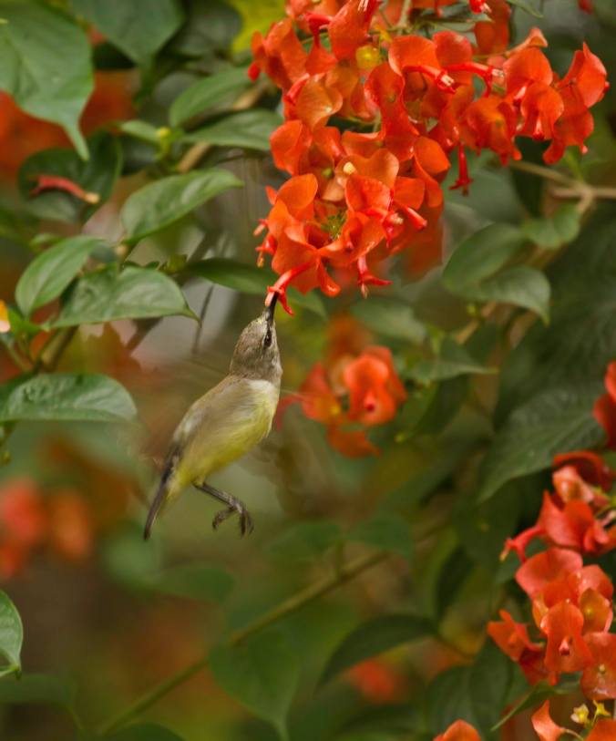 Purple-rumped sunbird by Brinda Suresh - La Paz Group