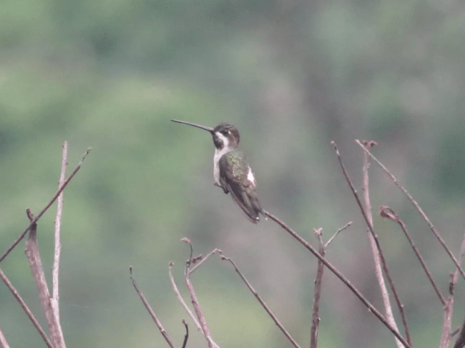 Long-billed Starthroat by Seth Inman - Organikos