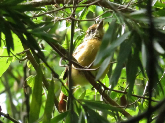 Barred Antshrike by Seth Inman - Organikos